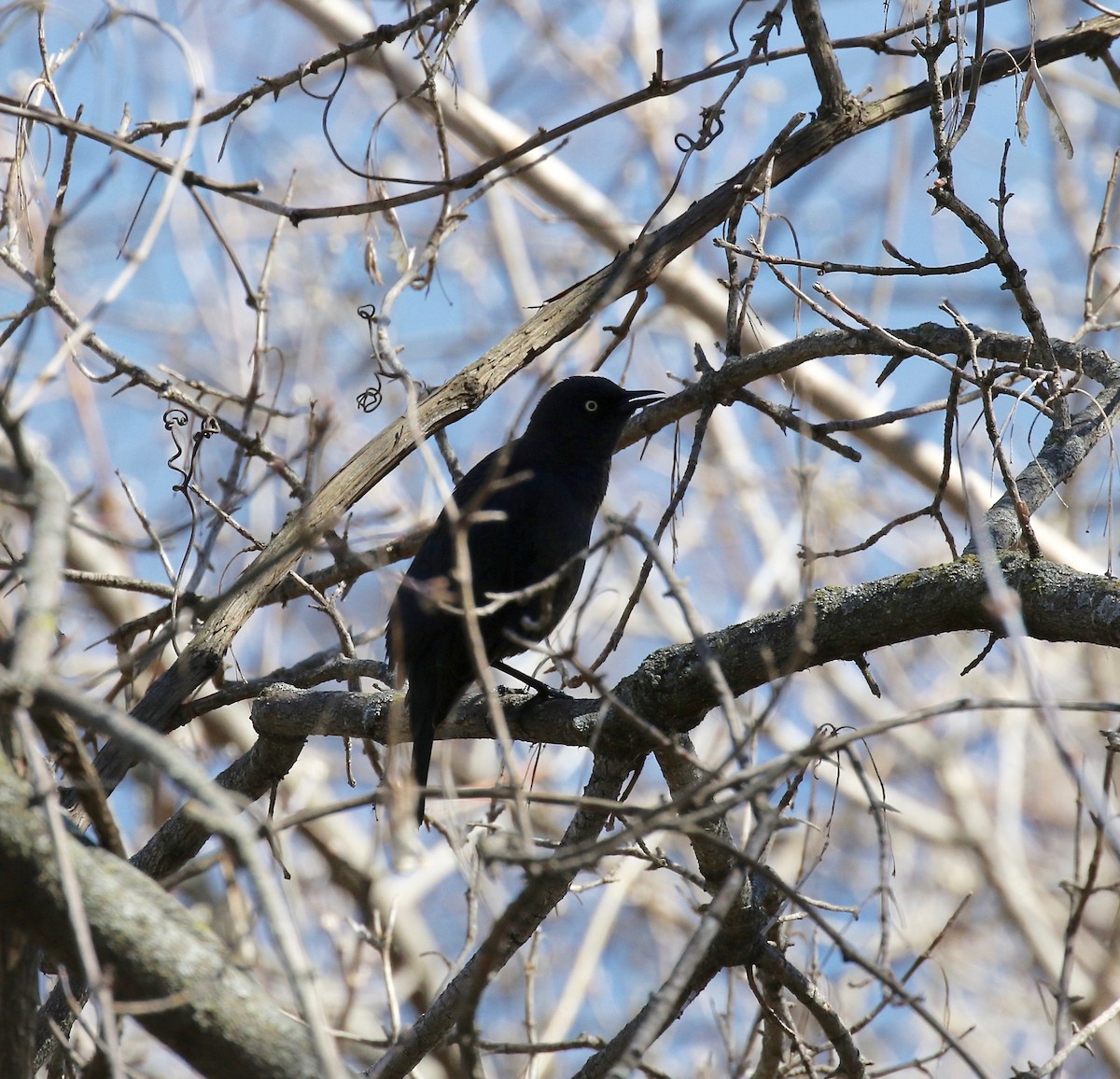 Rusty Blackbird - ML617162739