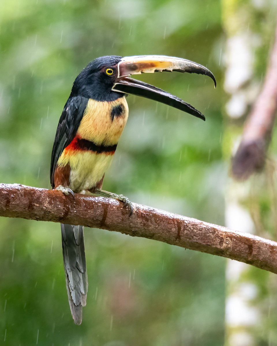 Collared Aracari - ML617162768