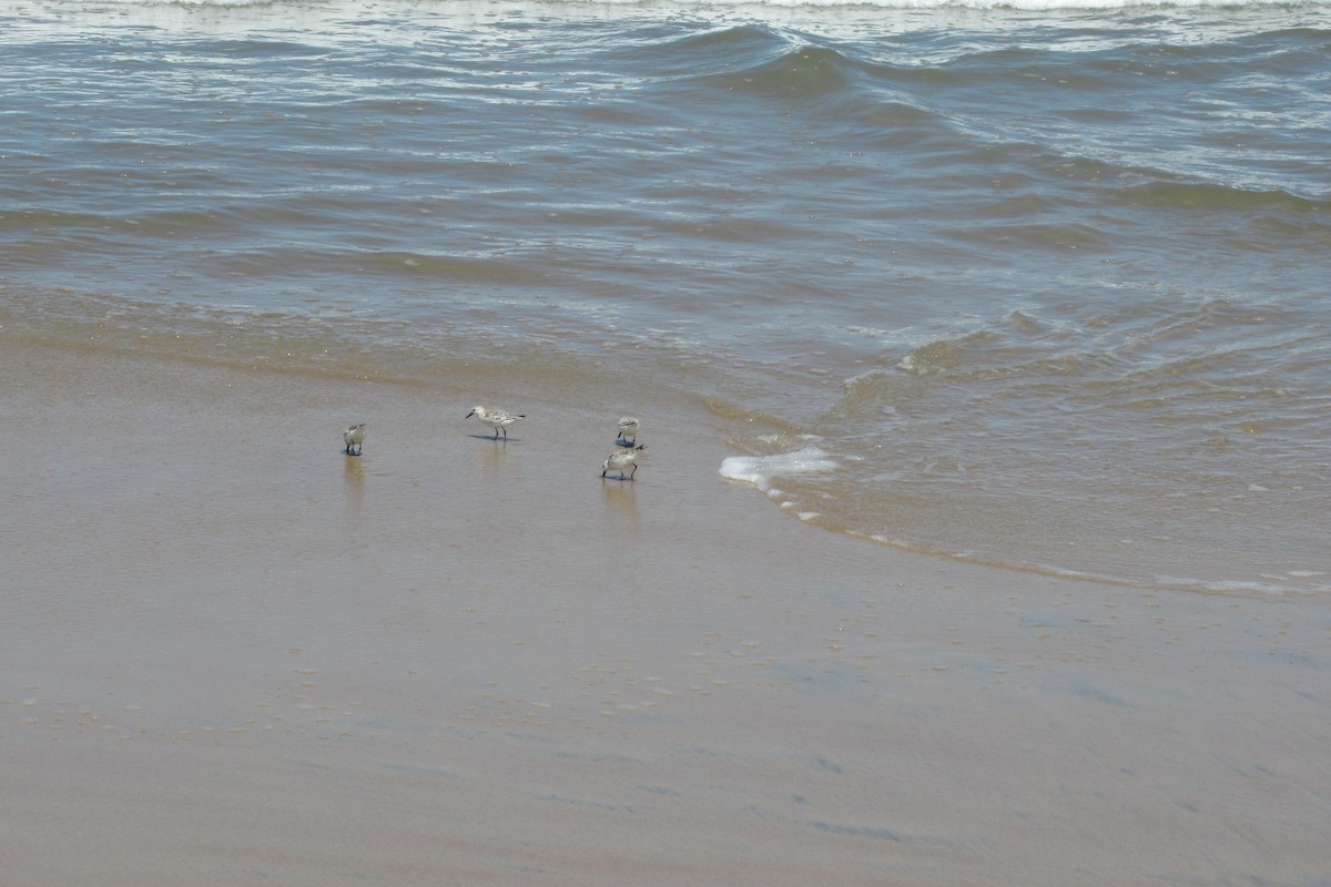 Western Sandpiper - ML617162782