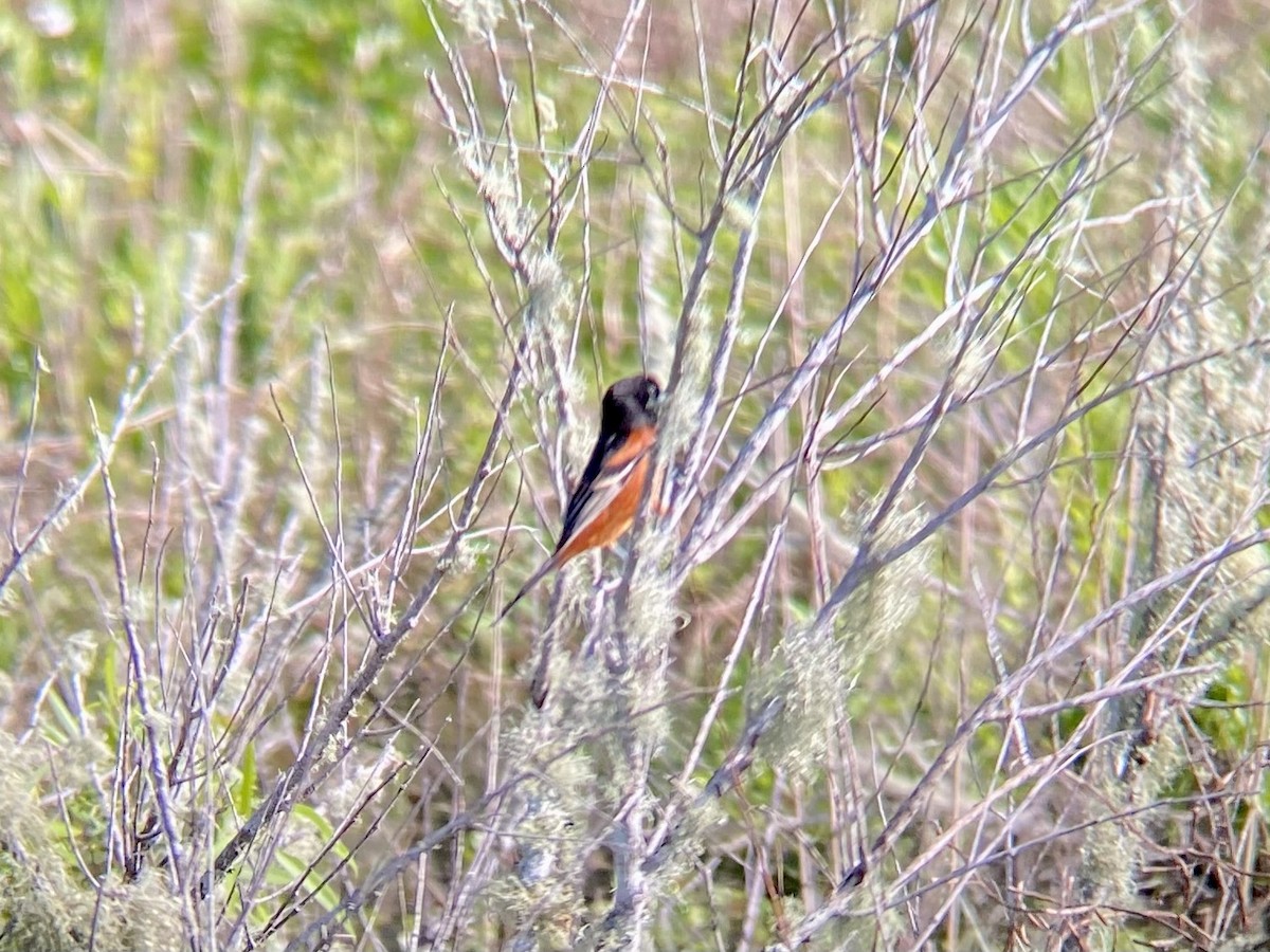 Orchard Oriole - ML617162792