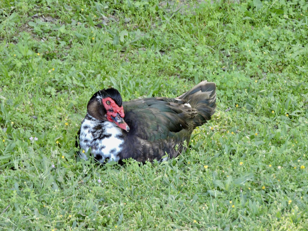 Muscovy Duck (Domestic type) - ML617162813