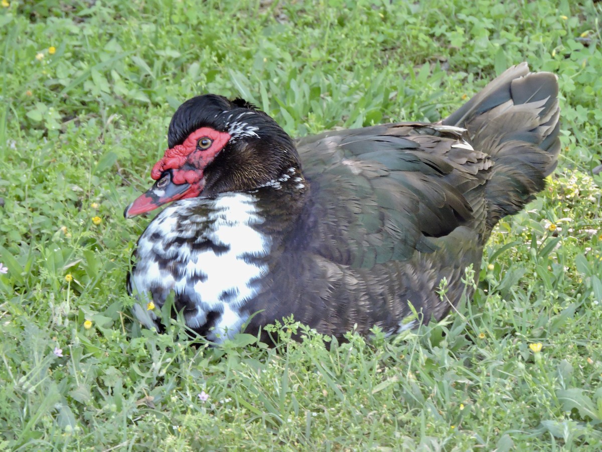 Muscovy Duck (Domestic type) - ML617162821