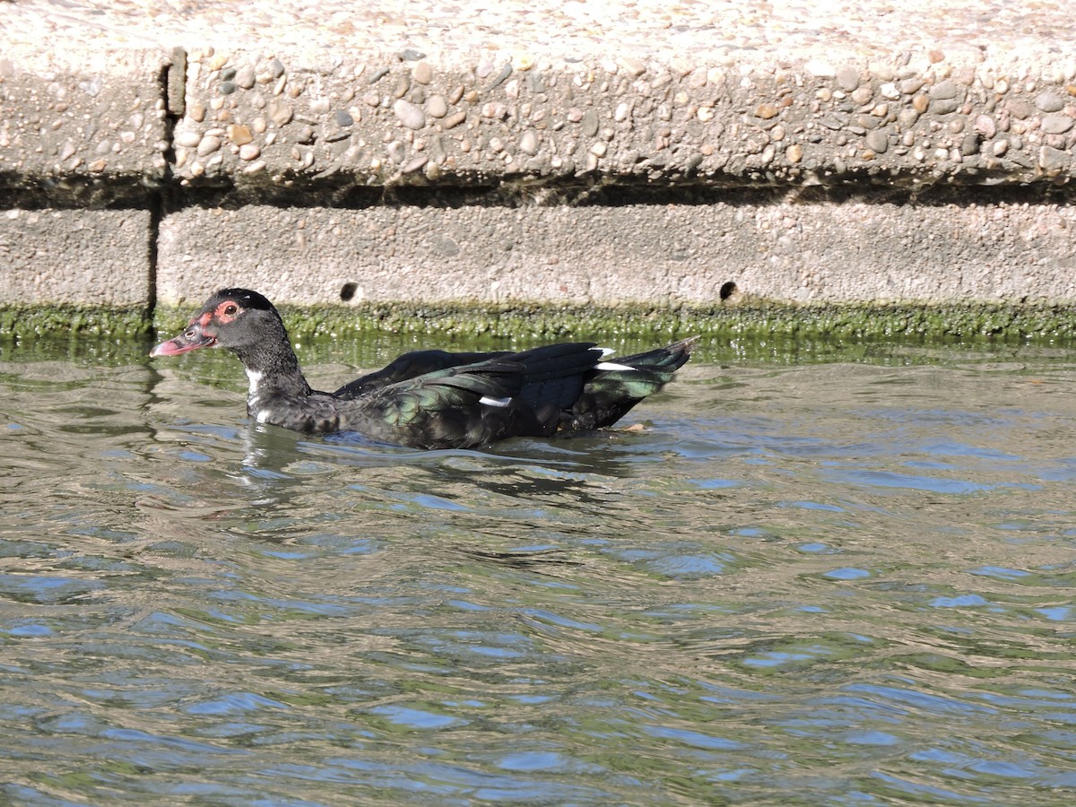 Muscovy Duck (Domestic type) - ML617162825