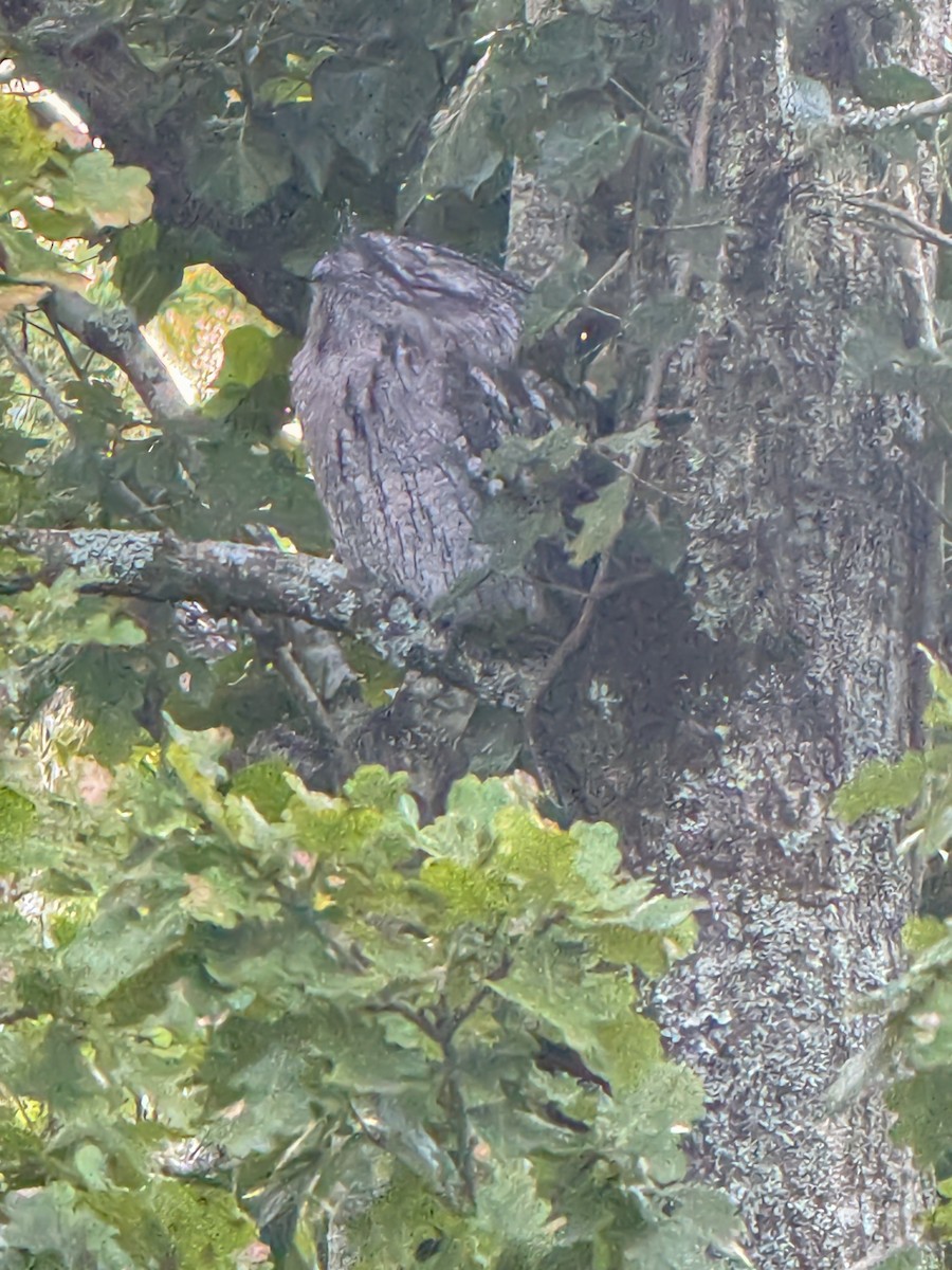 Tawny Frogmouth - ML617162826