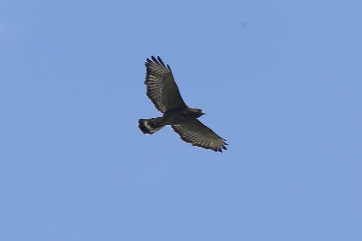 Common Black Hawk - ML617162842