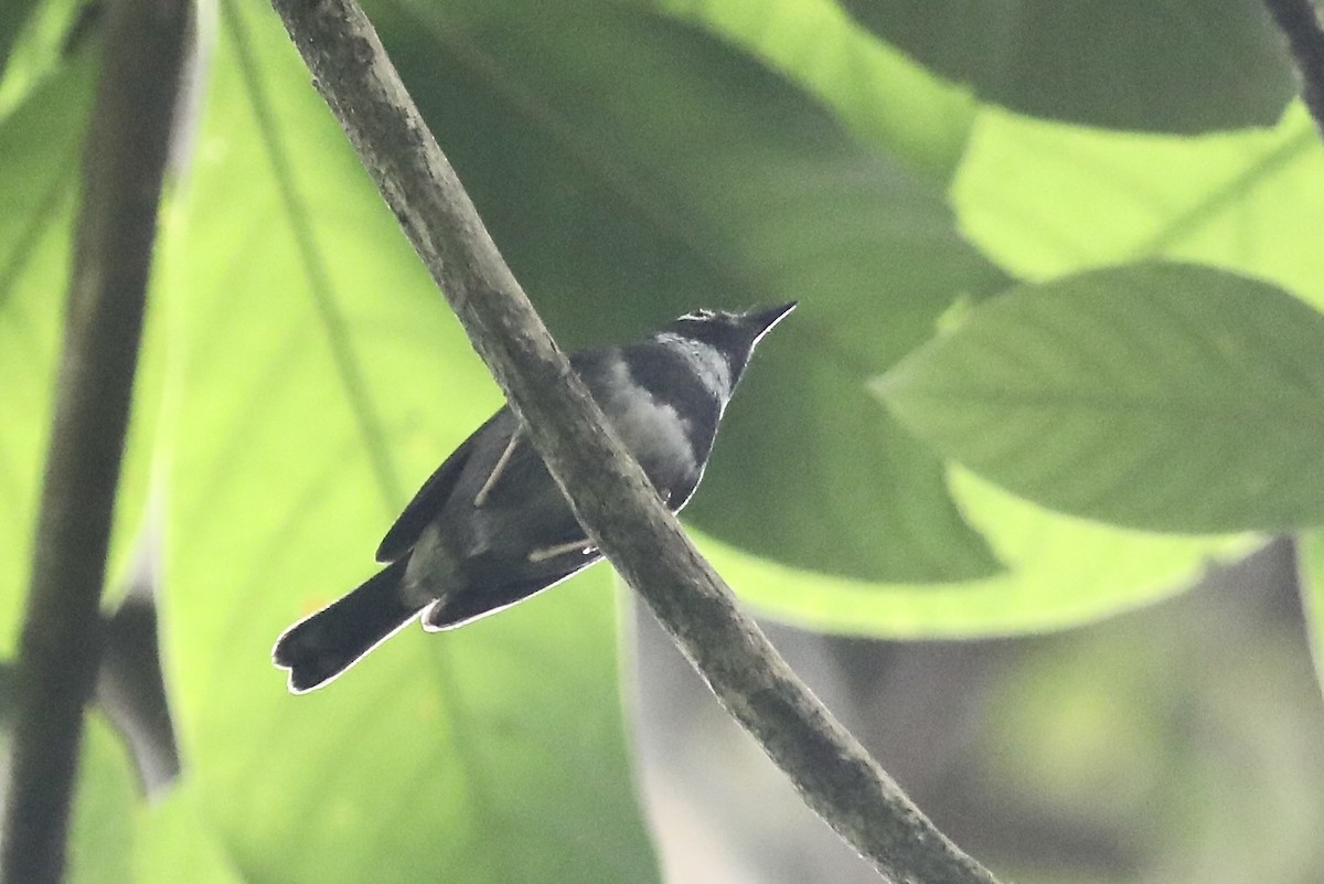 Whistling Warbler - ML617162846