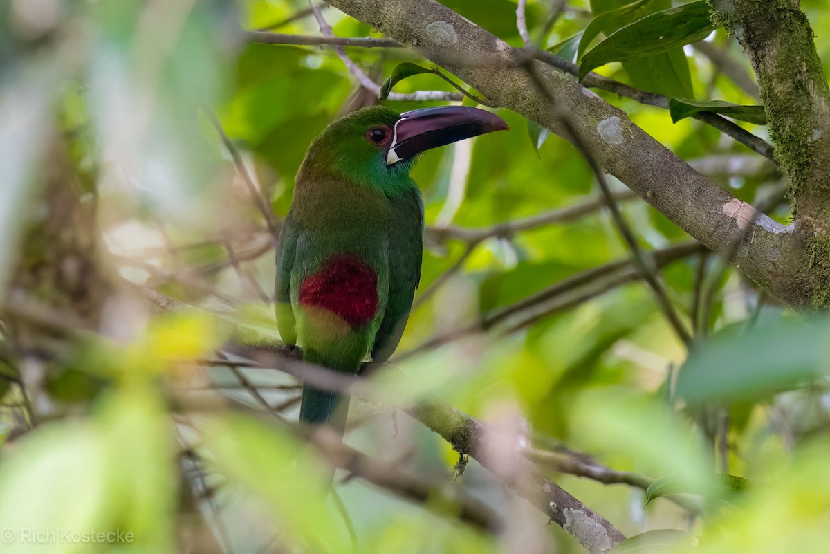 Crimson-rumped Toucanet - Rich Kostecke