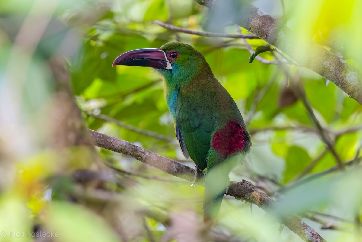 Crimson-rumped Toucanet - ML617162882