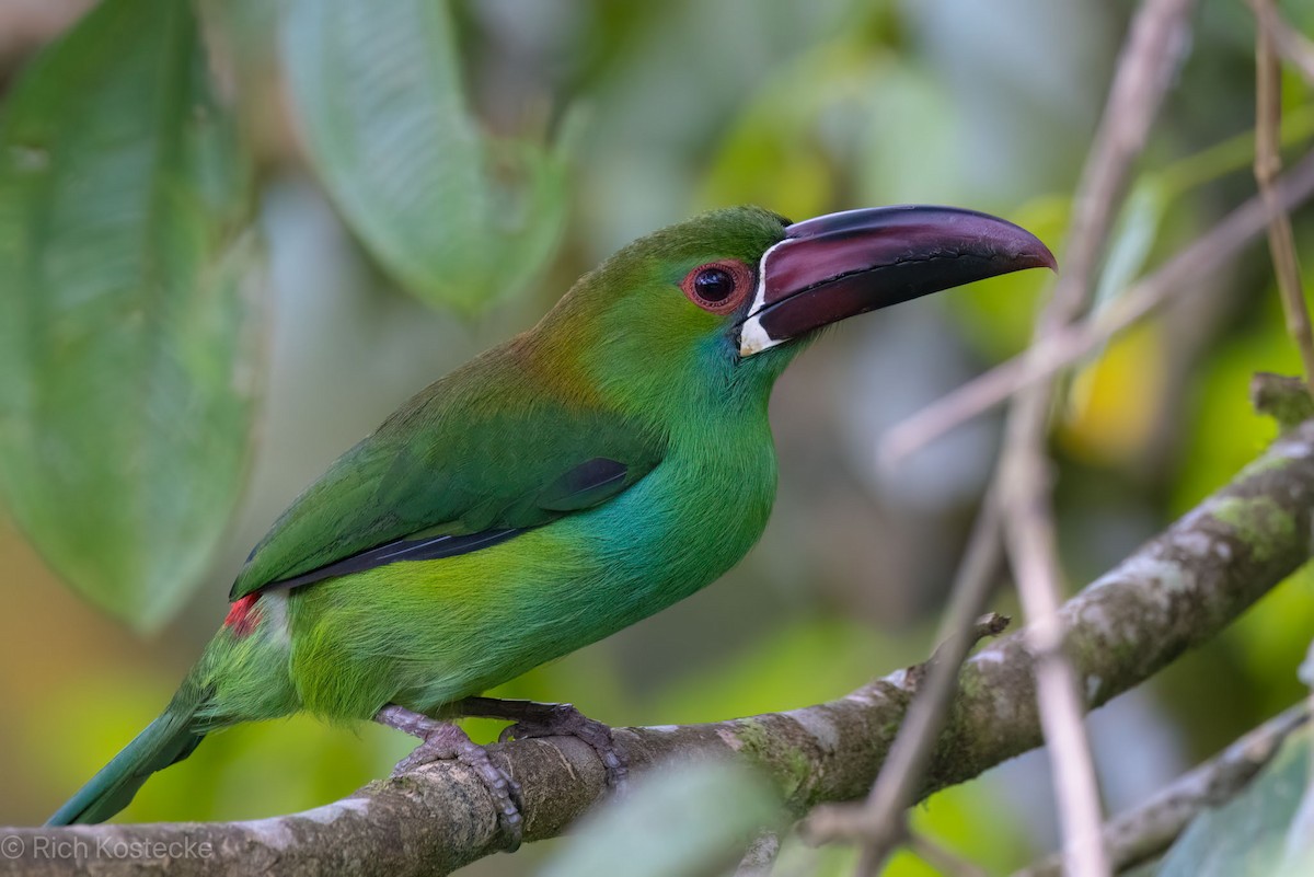 Toucanet à croupion rouge - ML617162883