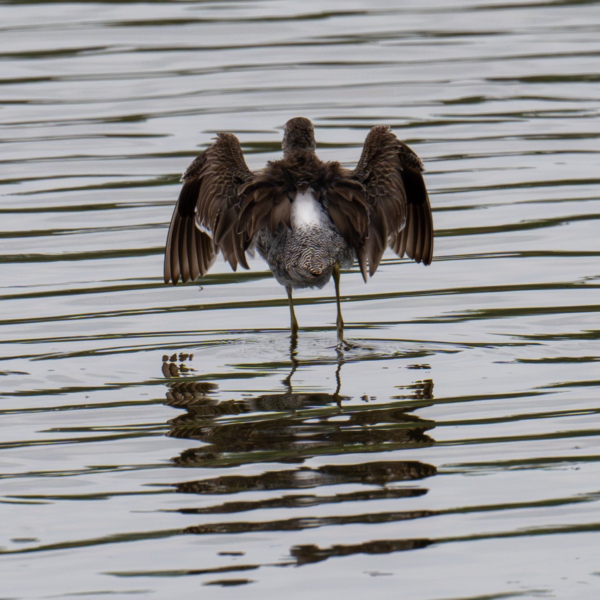 Long-billed Dowitcher - ML617162920