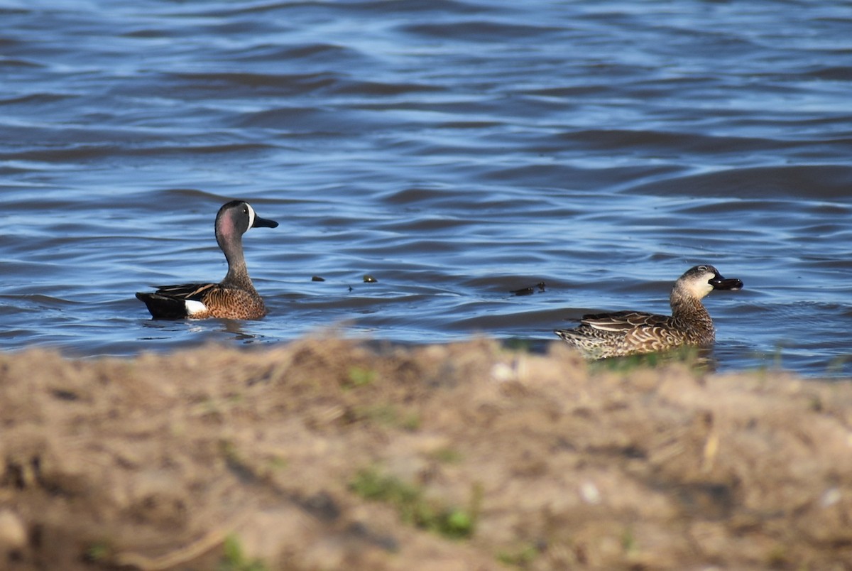 Blue-winged Teal - ML617162958