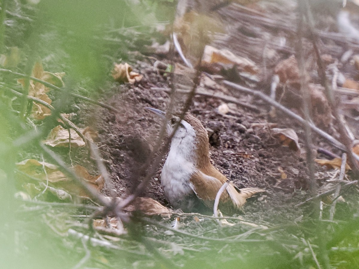 Superciliated Wren - Gabriel Willow