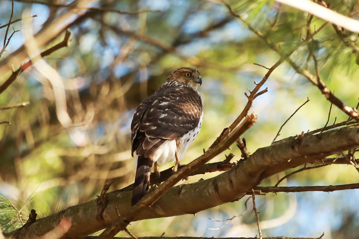 Cooper's Hawk - ML617163002