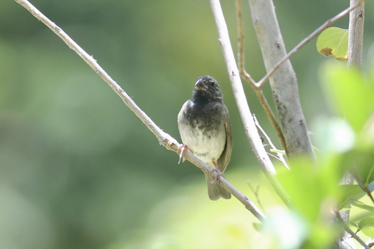 Black-faced Grassquit - ML617163008