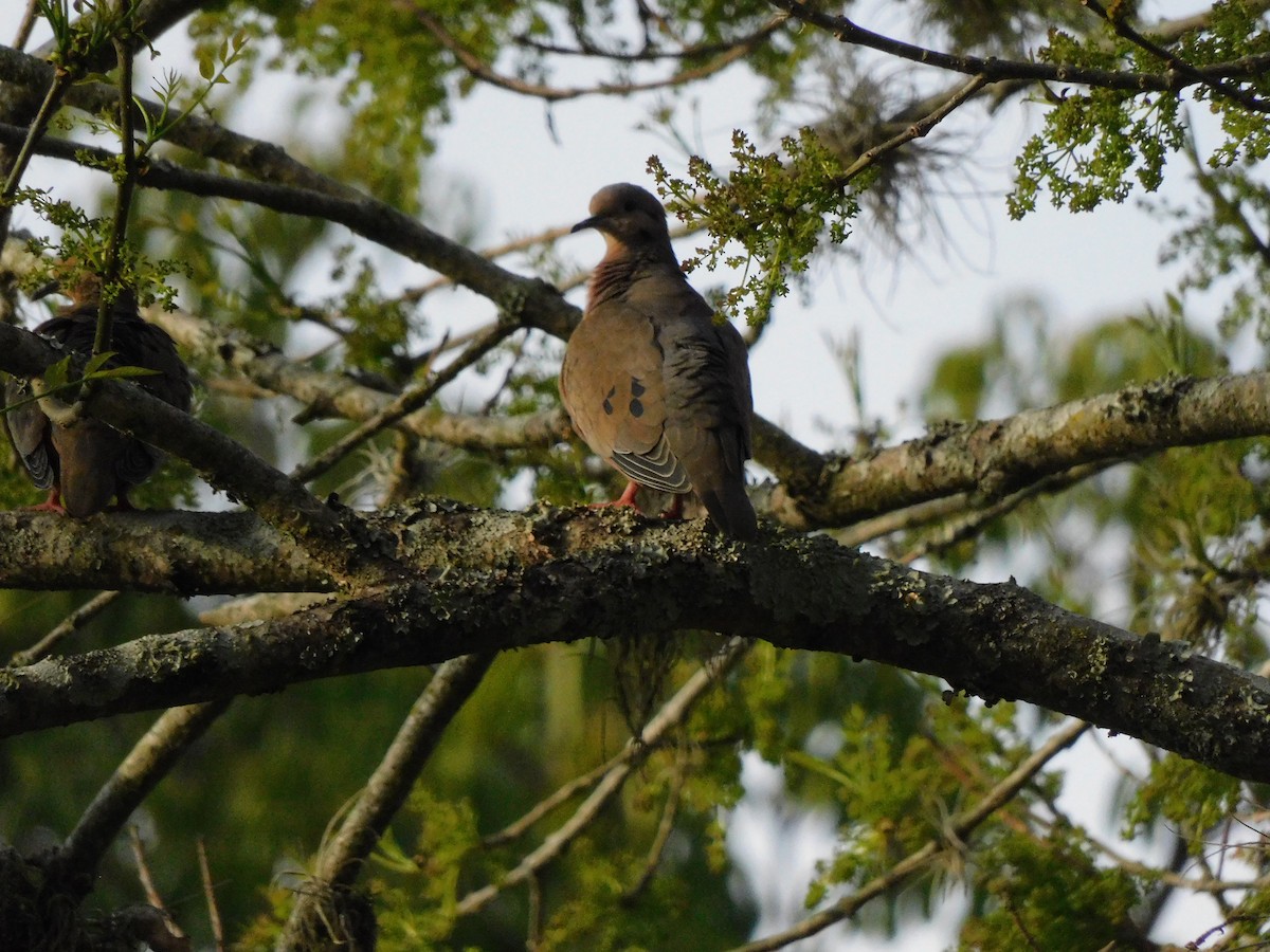 Eared Dove - ML617163116