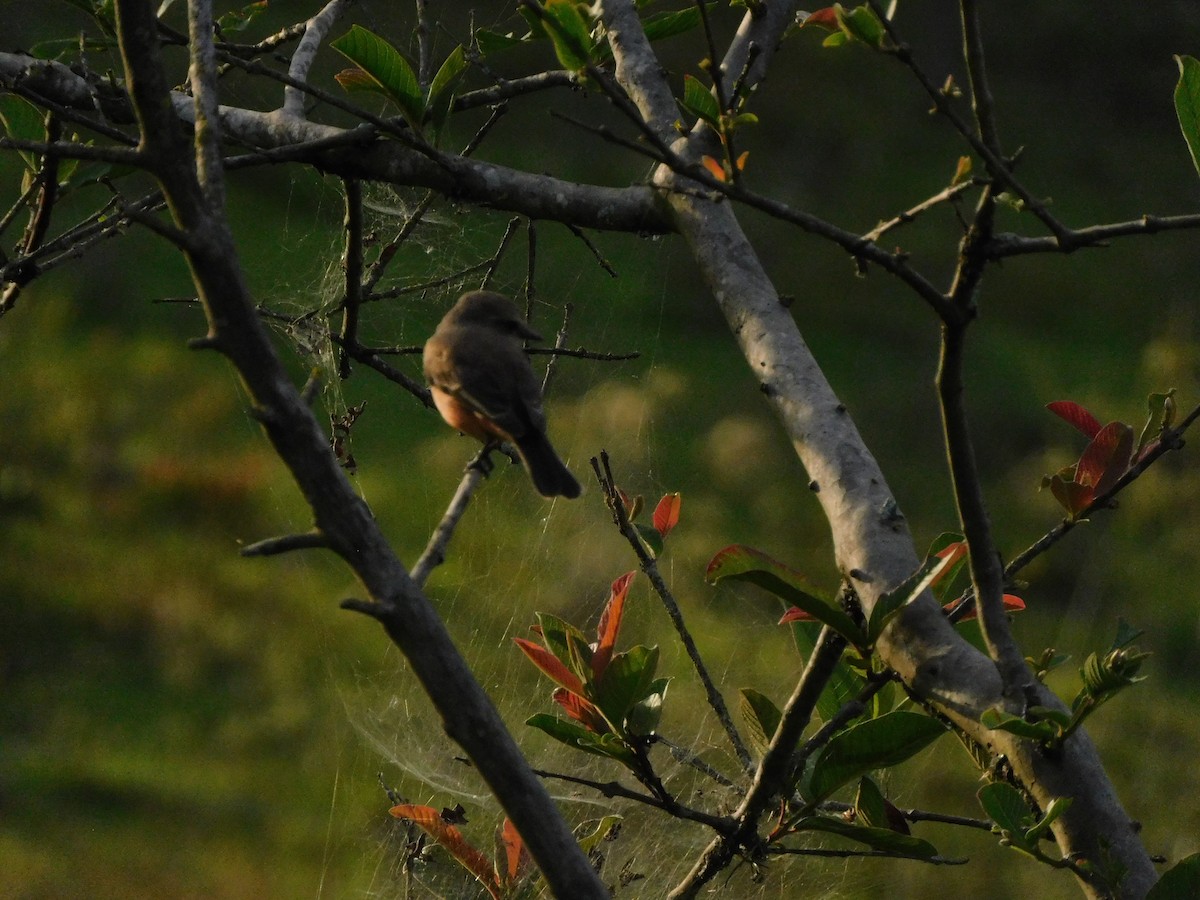 Eared Dove - ML617163124