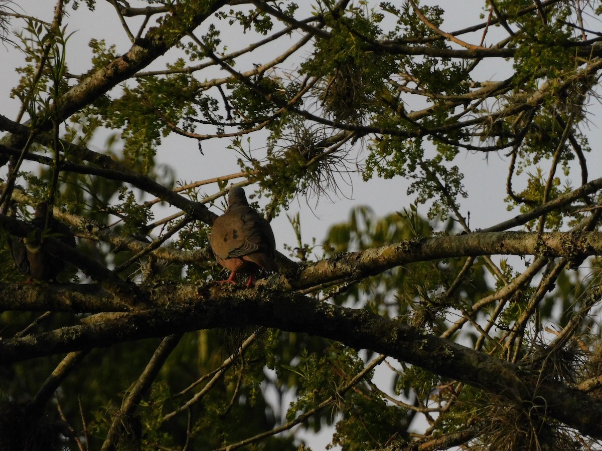 Eared Dove - ML617163126