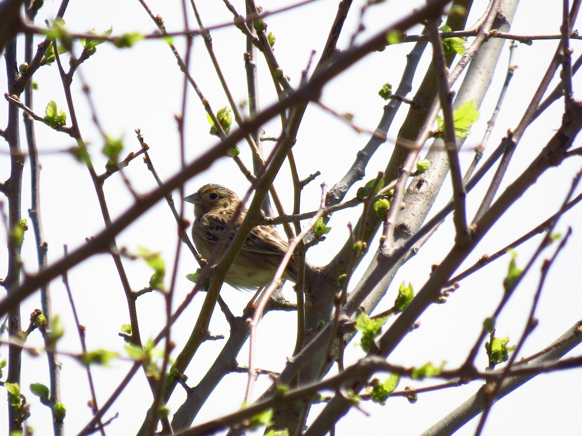 Grasshopper Sparrow - ML617163203