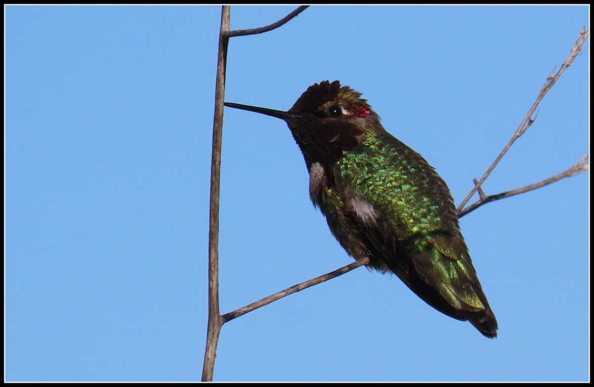 Anna's Hummingbird - Peter Gordon