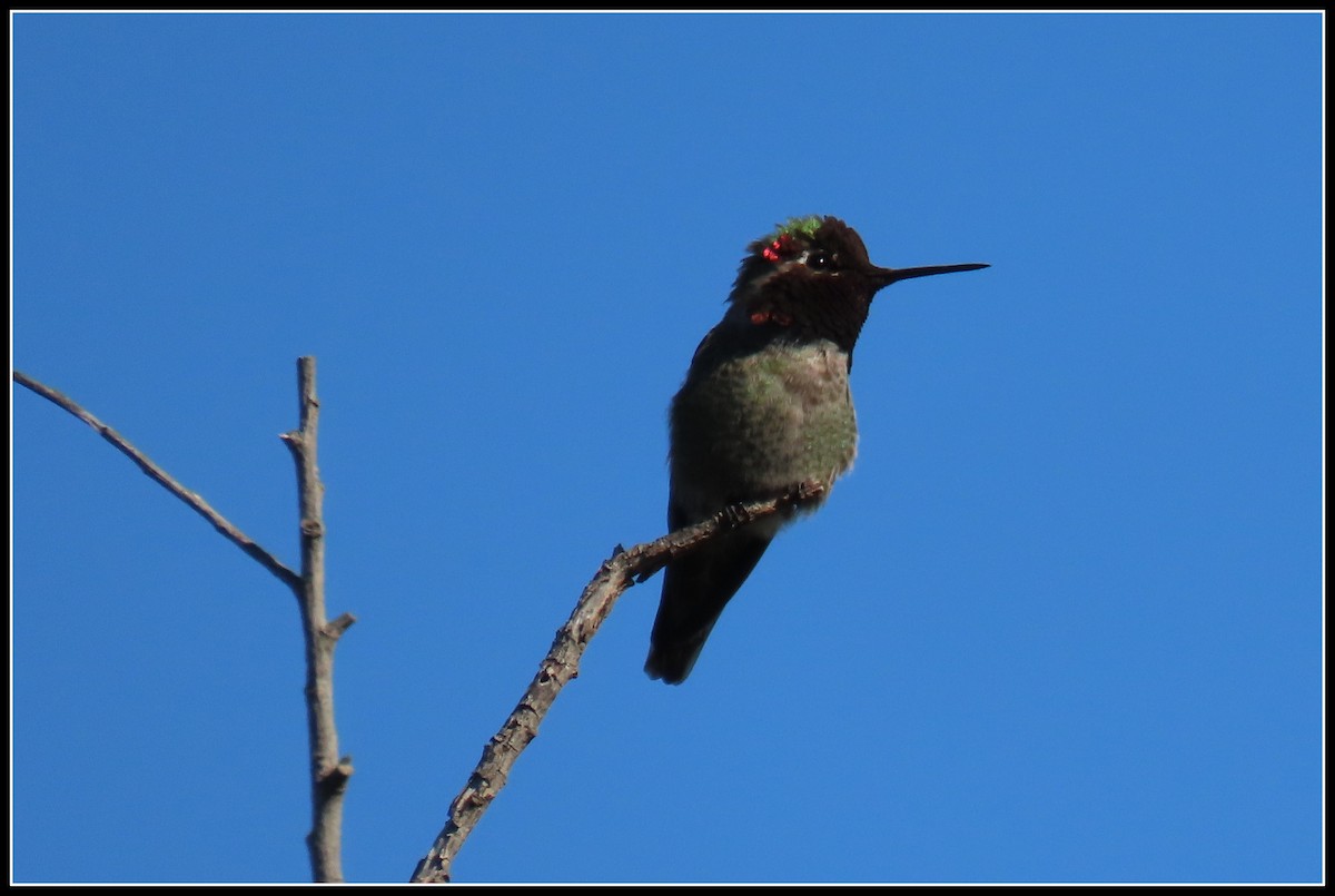 Anna's Hummingbird - ML617163254