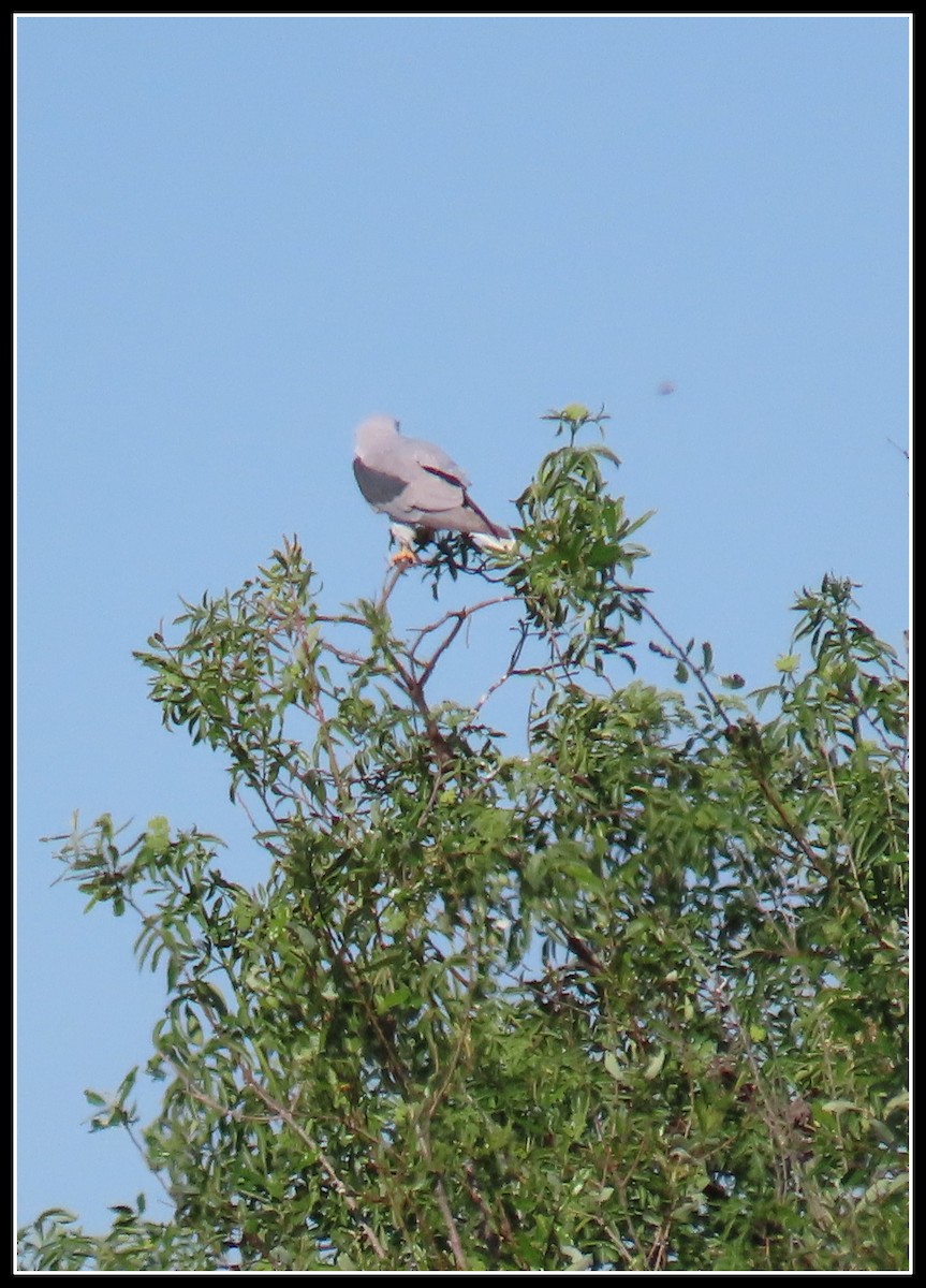 White-tailed Kite - ML617163296