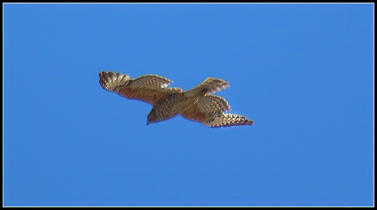 Red-shouldered Hawk - ML617163313