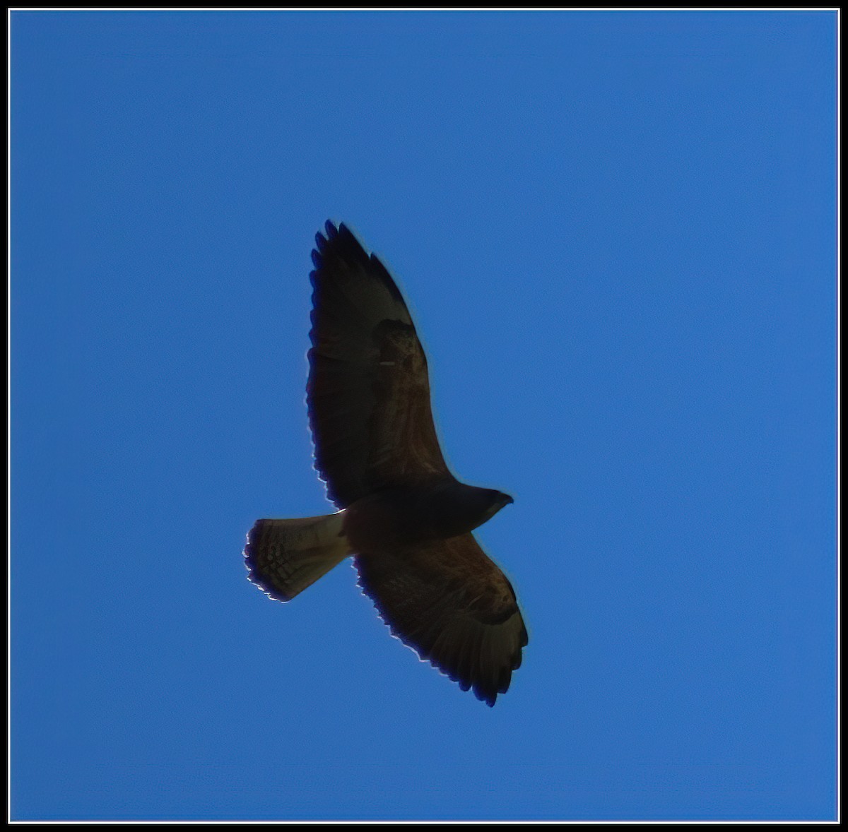 Swainson's Hawk - ML617163354