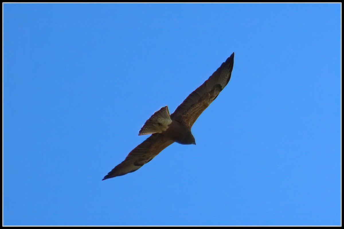 Swainson's Hawk - ML617163355