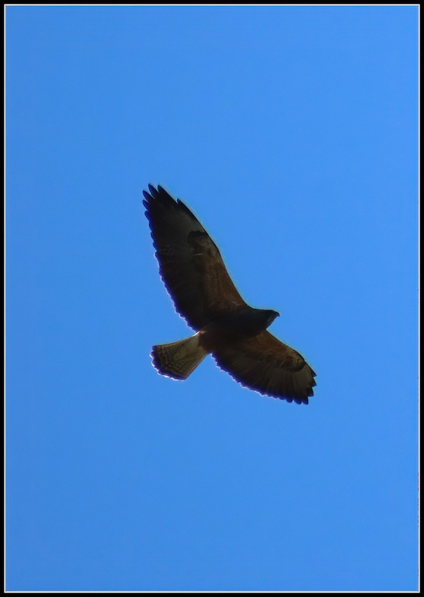 Swainson's Hawk - ML617163357