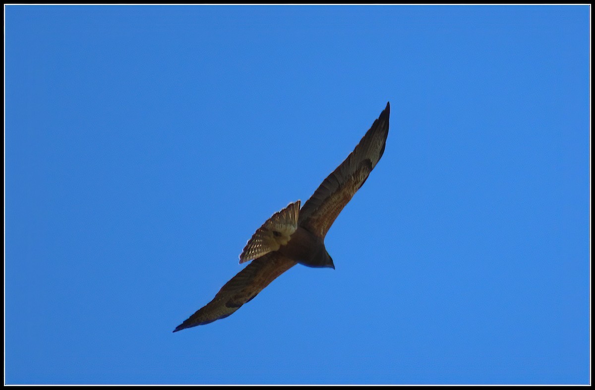 Swainson's Hawk - ML617163358