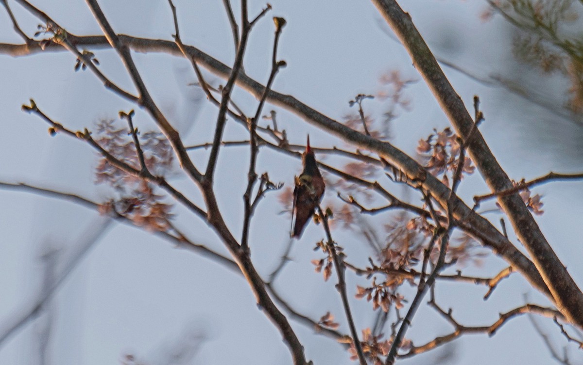 Buff-bellied Hummingbird - ML617163360