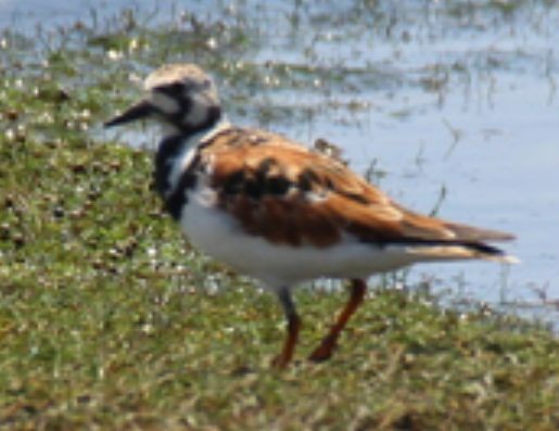 Ruddy Turnstone - Dayron Breto