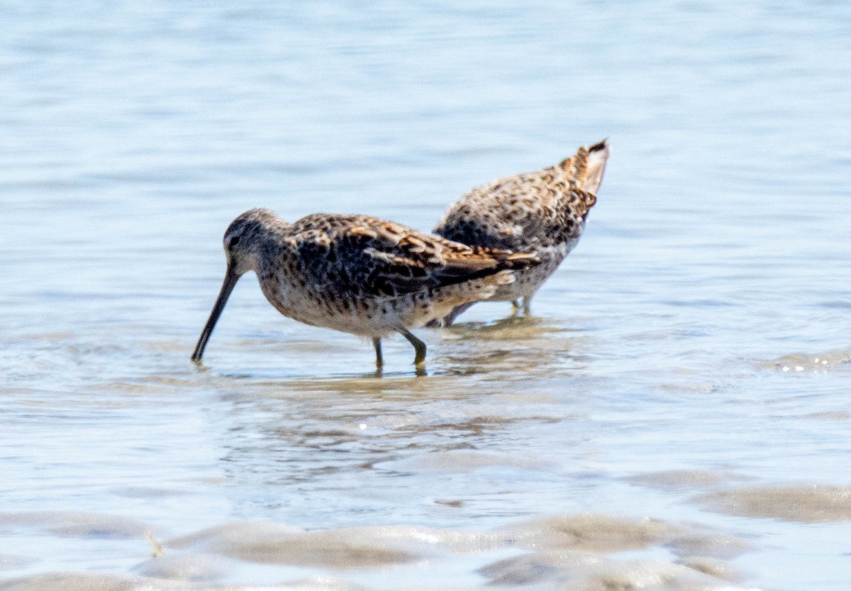 Long-billed Dowitcher - Dale Reynolds