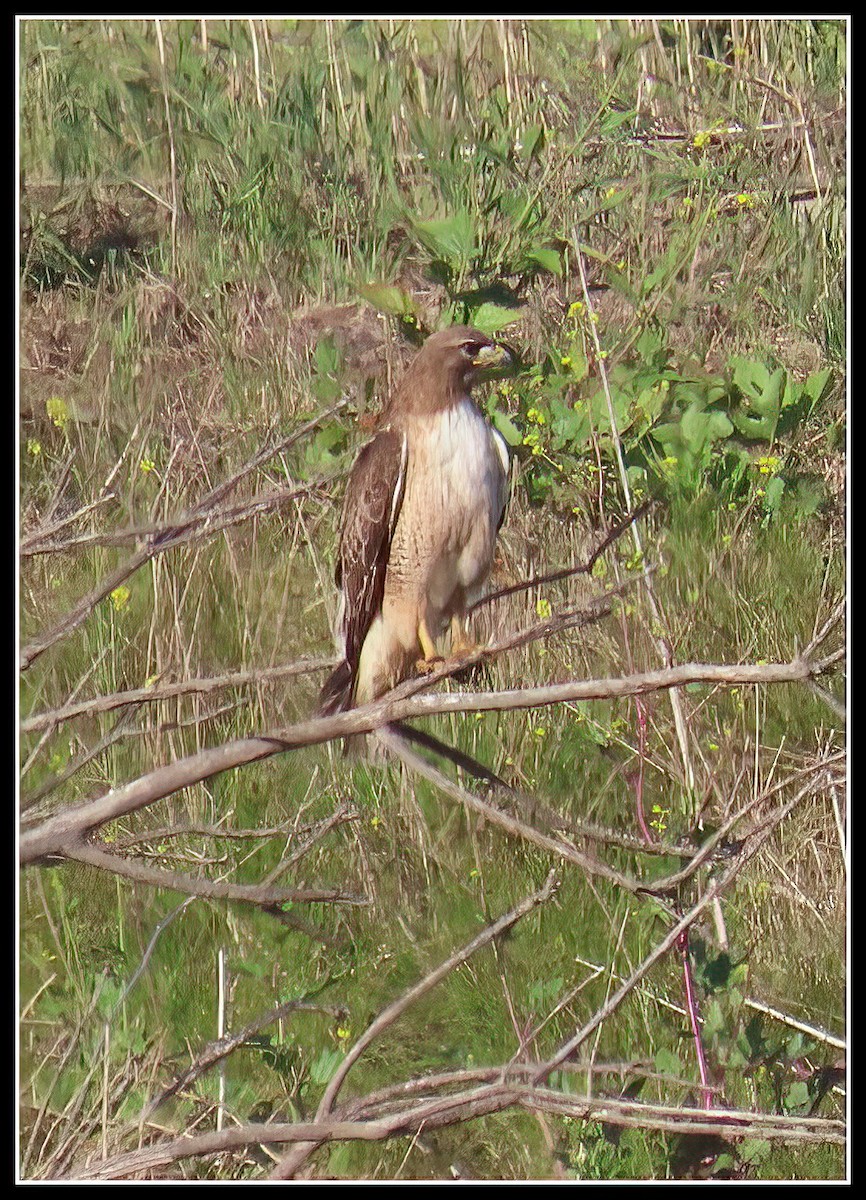Red-tailed Hawk - ML617163398