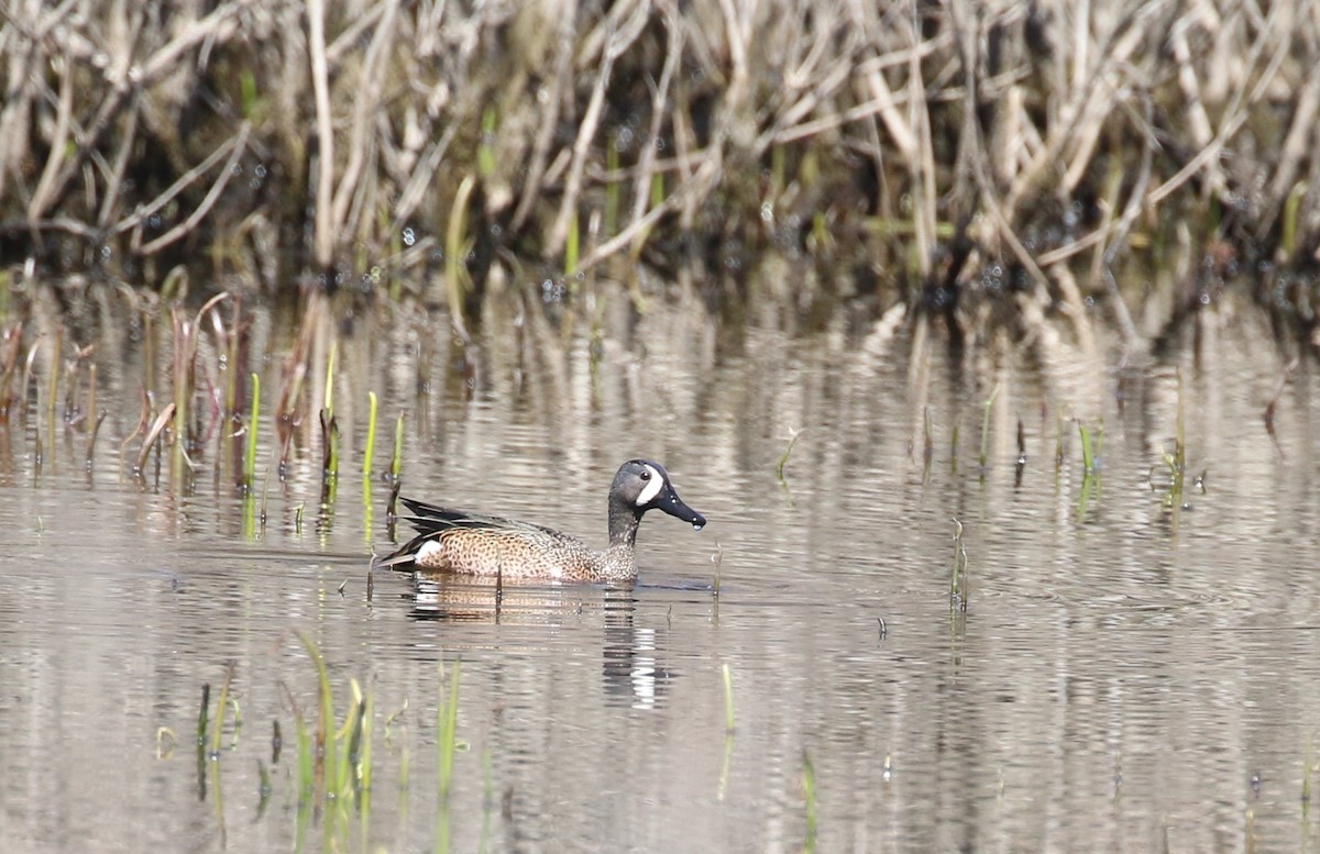 Blue-winged Teal - ML617163401