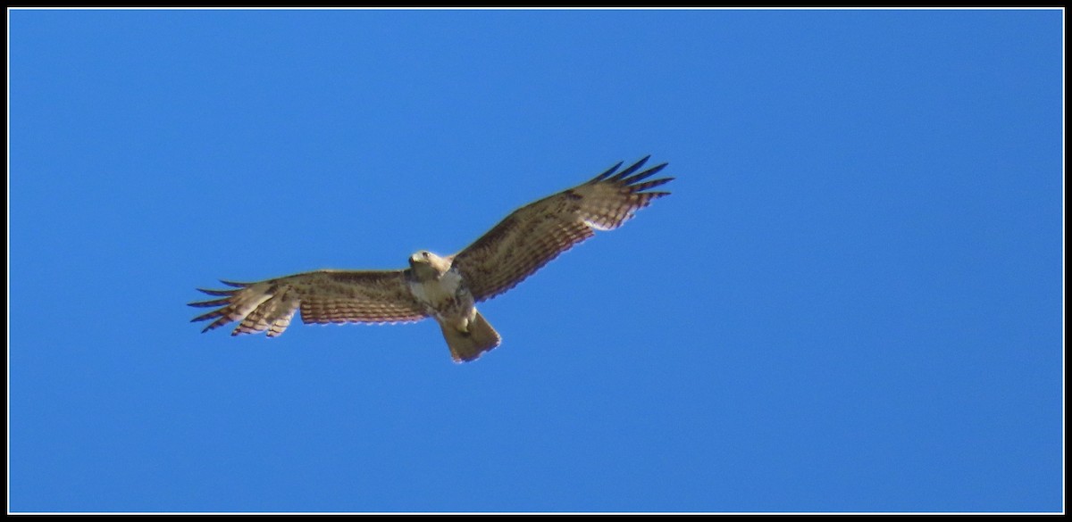 Red-tailed Hawk - ML617163404