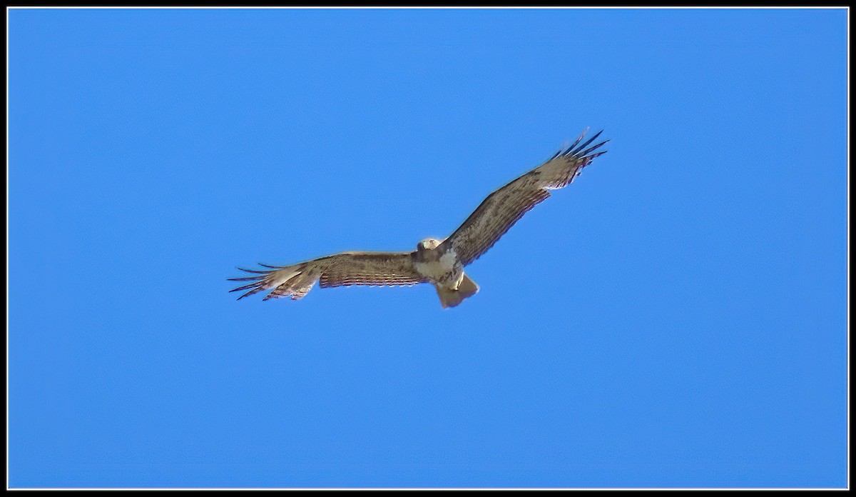 Red-tailed Hawk - ML617163405