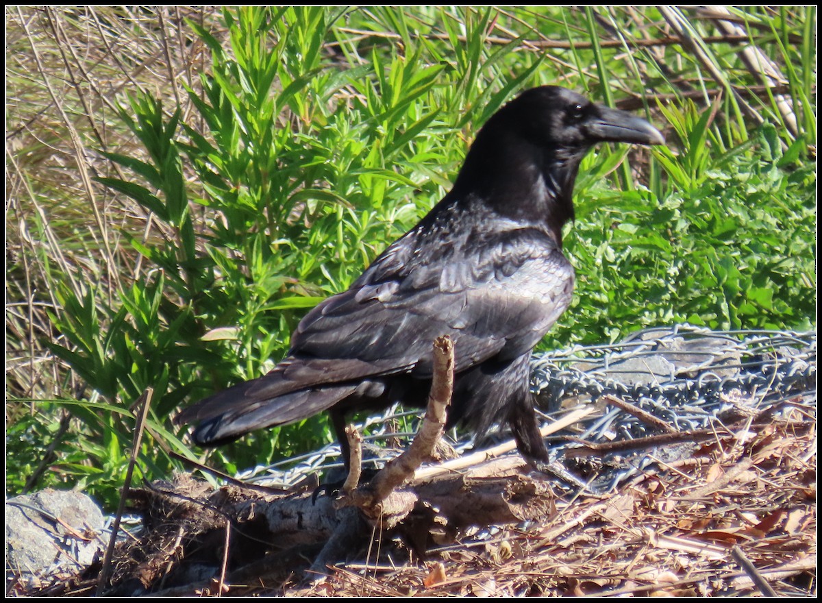 Common Raven - ML617163470