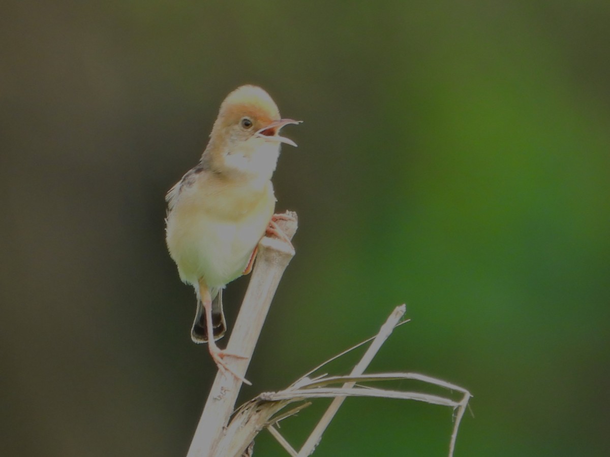 Golden-headed Cisticola - ML617163471