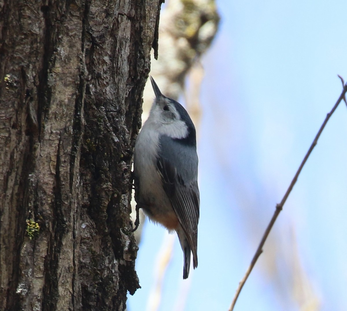 White-breasted Nuthatch - ML617163482
