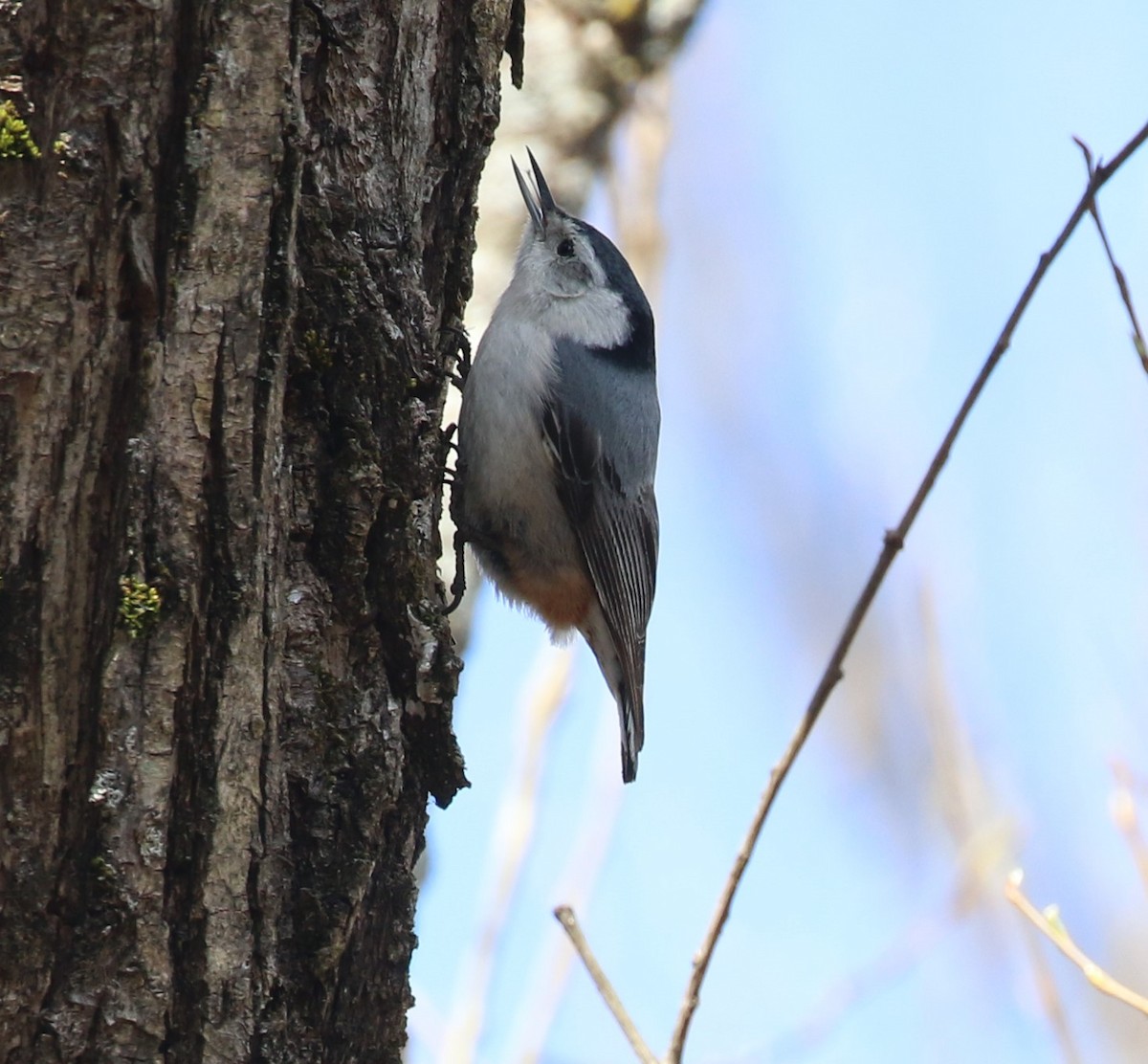 White-breasted Nuthatch - ML617163483
