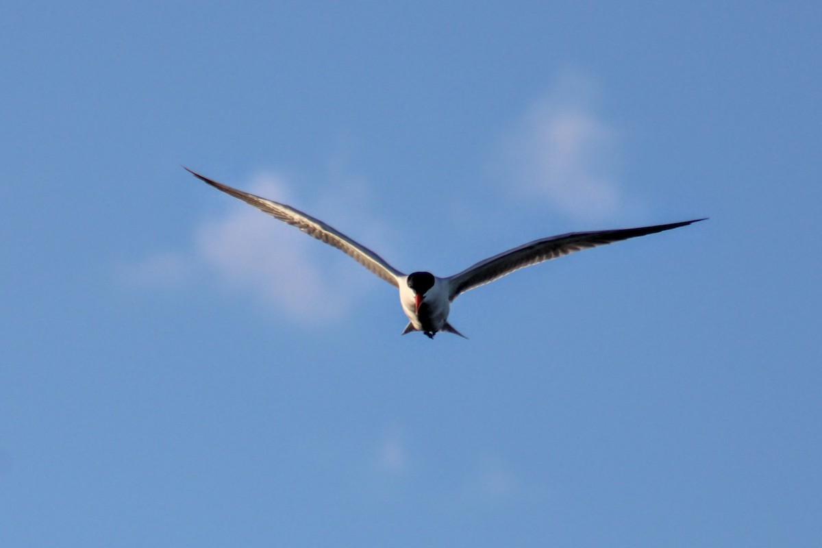 Caspian Tern - ML617163490