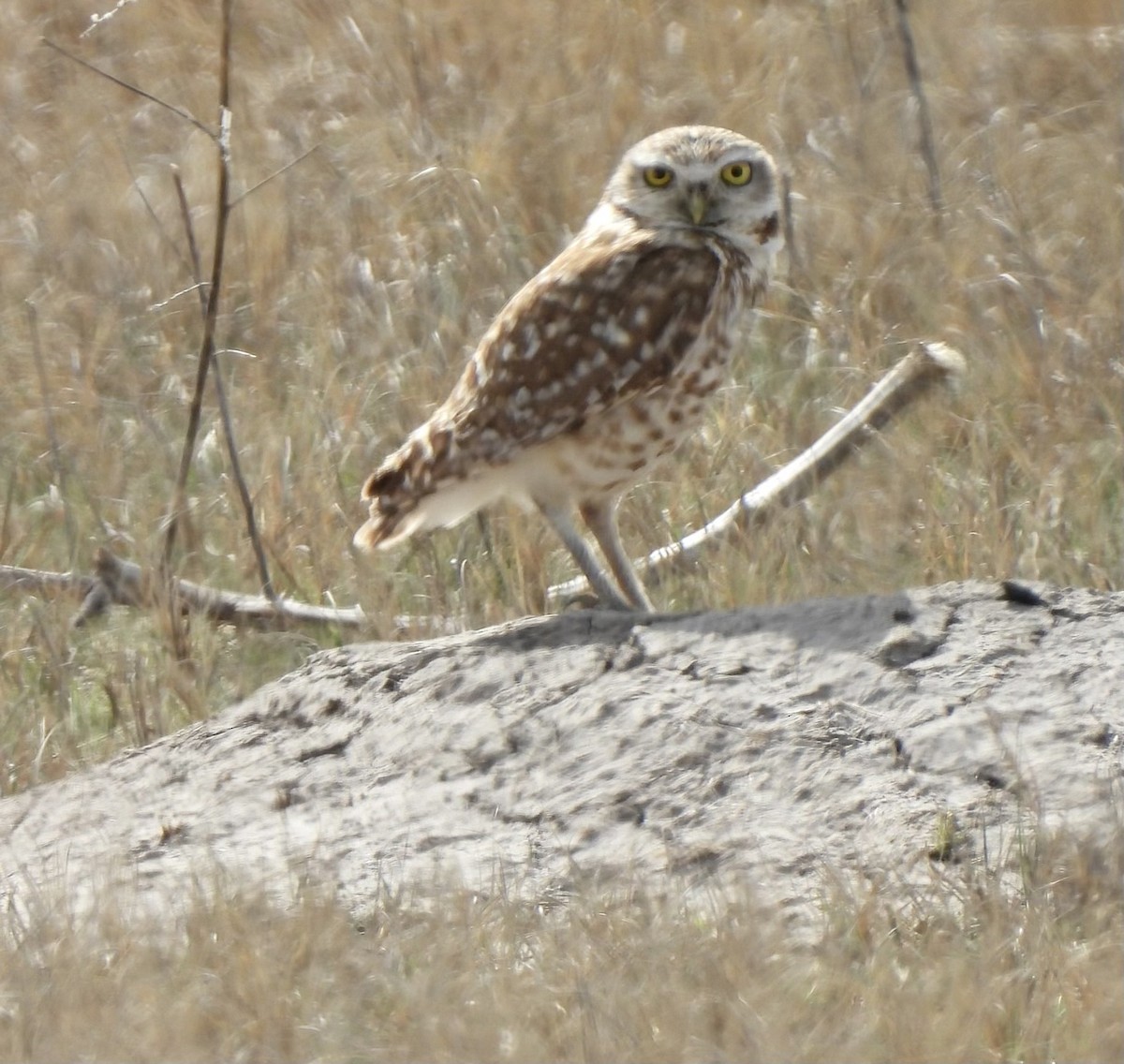 Burrowing Owl - ML617163588