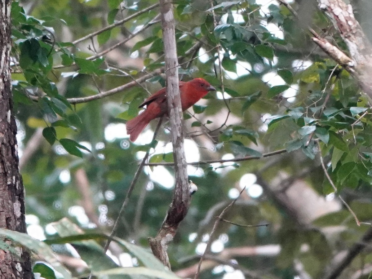 Red-crowned Ant-Tanager - ML617163615