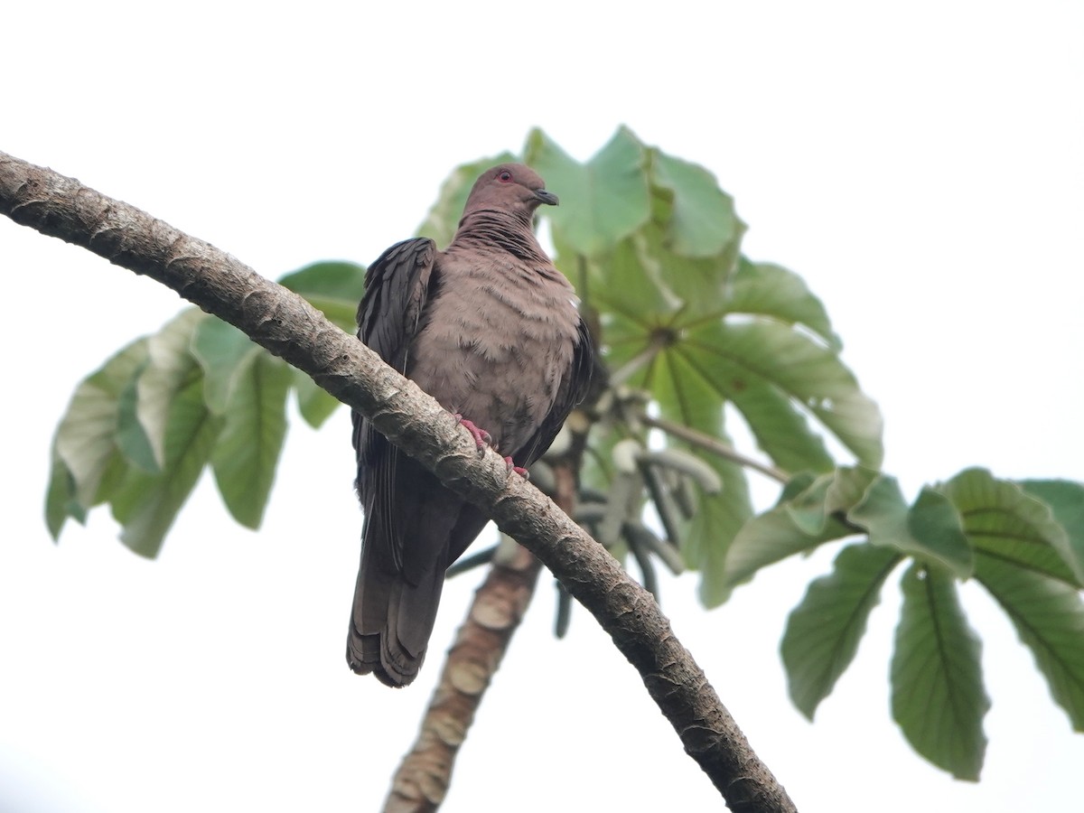 holub krátkozobý - ML617163633