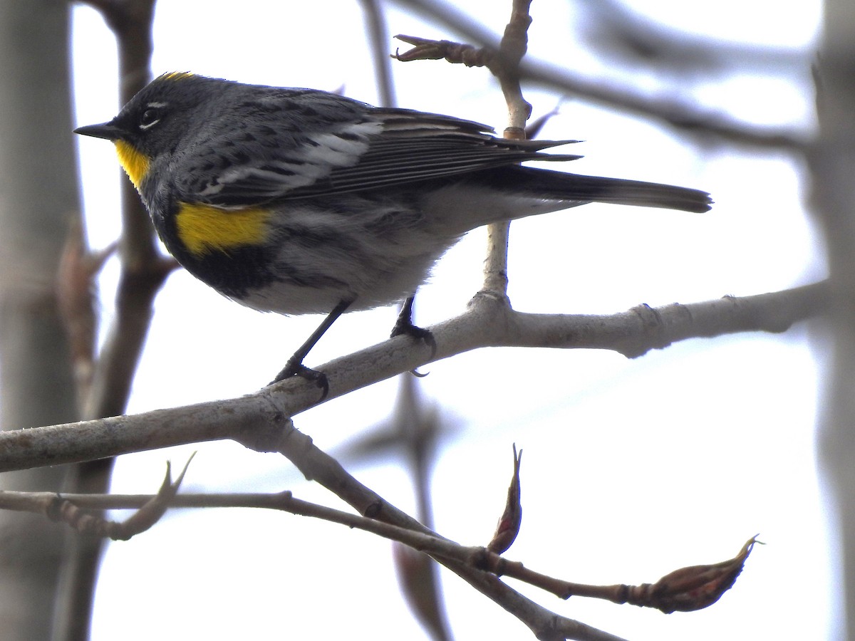 Yellow-rumped Warbler - ML617163647