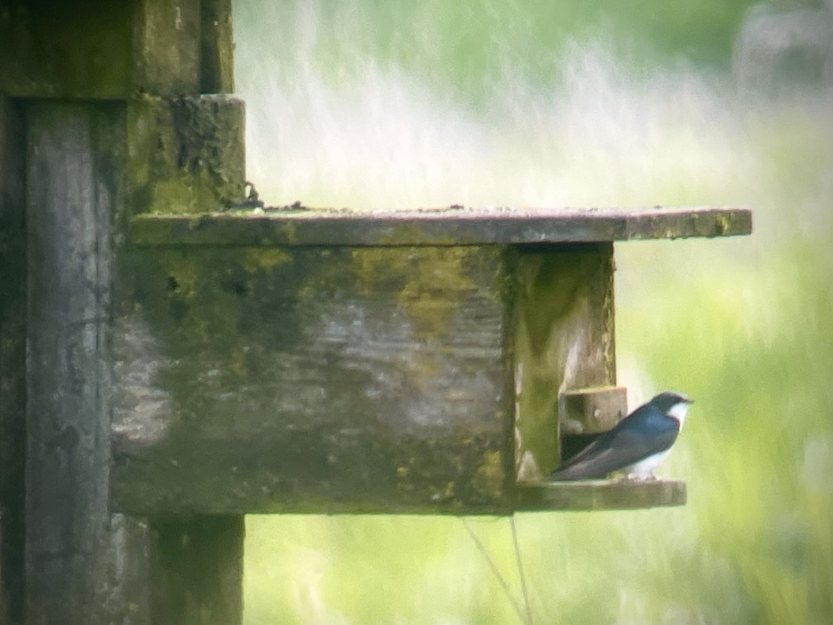 Tree Swallow - ML617163663