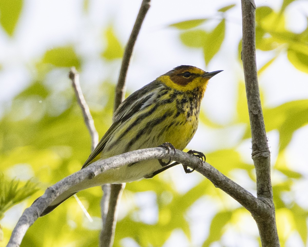 Cape May Warbler - ML617163679