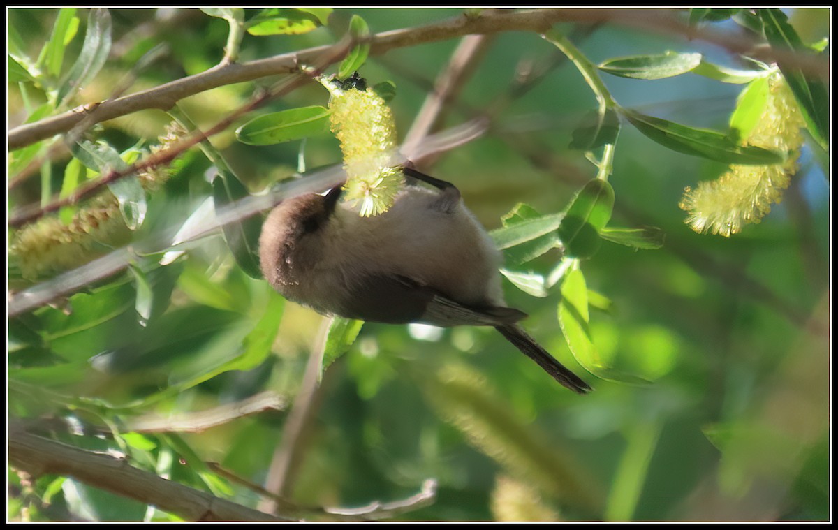 Bushtit - ML617163685