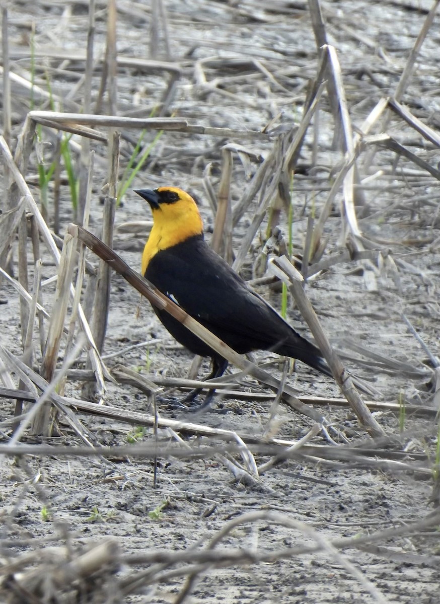 Yellow-headed Blackbird - ML617163706